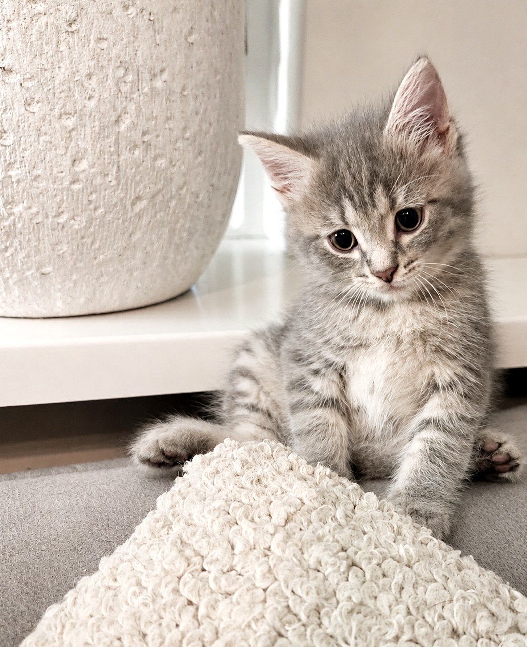 Super mooi nestje kittens, Dieren en Toebehoren, Meerdere dieren