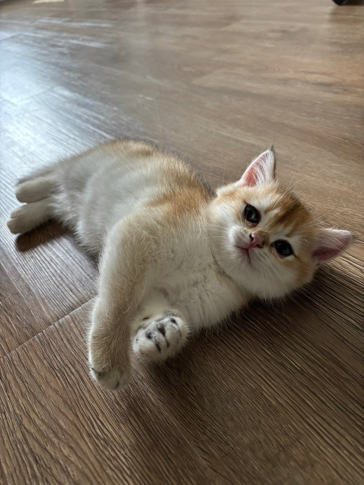 Britse kort haar Golden Shaded Poesje, Dieren en Toebehoren, Katten en Kittens | Overige Katten, Poes