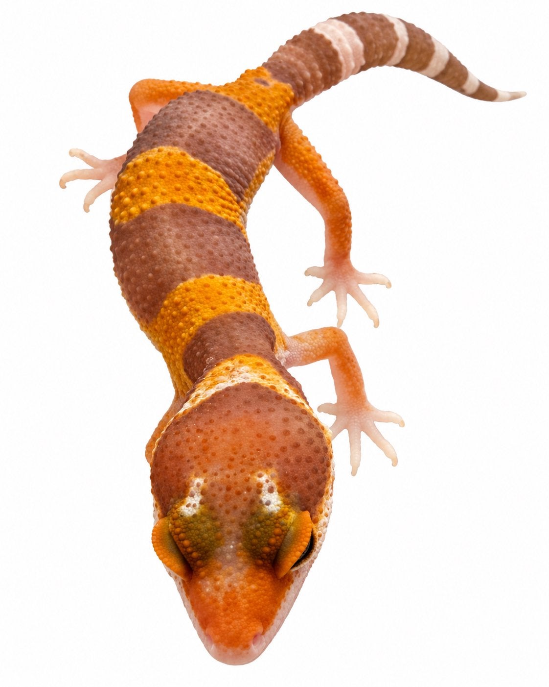 Luipaardgekko | Hypo Tremper Albino Tangerine Mandarin, Dieren en Toebehoren, Hagedis, 0 tot 2 jaar