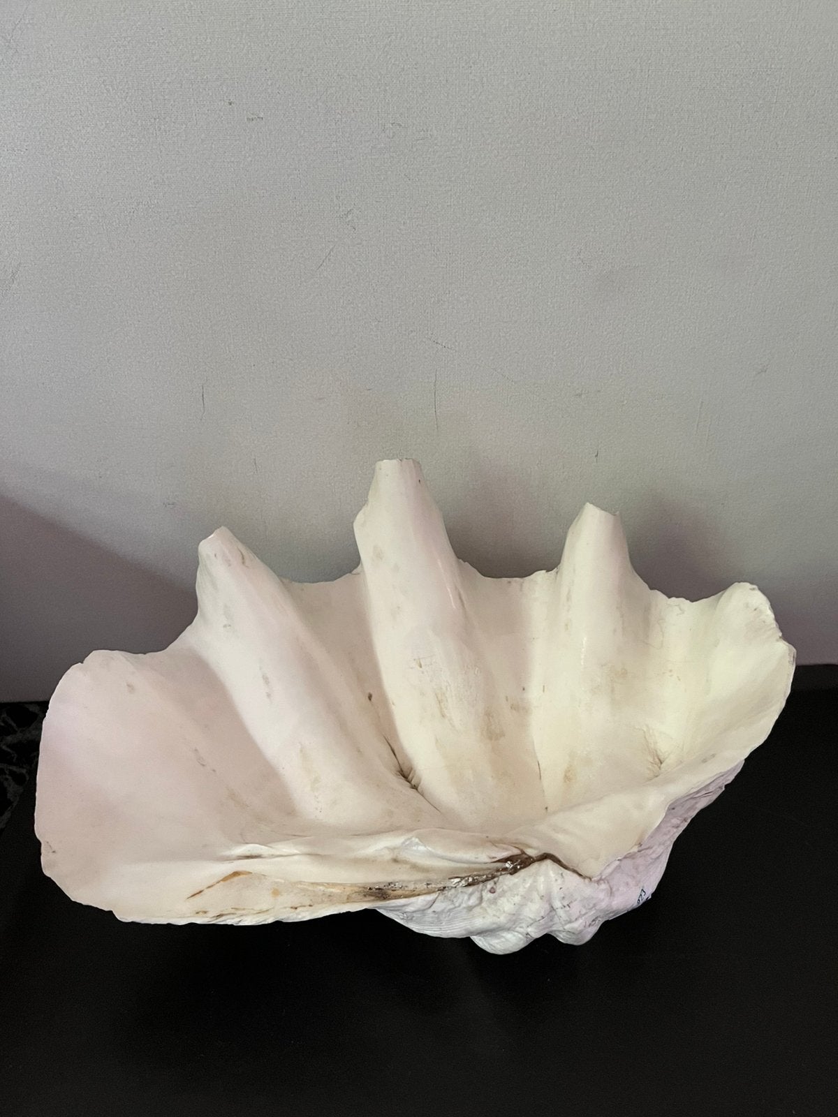 Doopvontschelp, Verzamelen, Ophalen of Verzenden