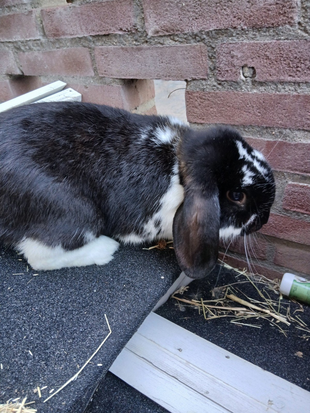 Fransehangoor ram 10 maanden oud, Ophalen