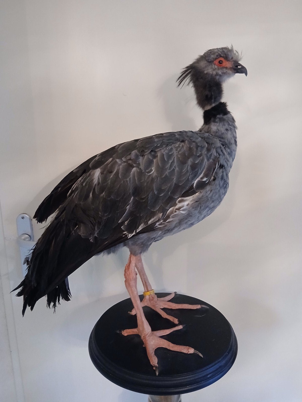 kuif hoenderkoet, Ophalen, Zo goed als nieuw, Vogel, Opgezet dier