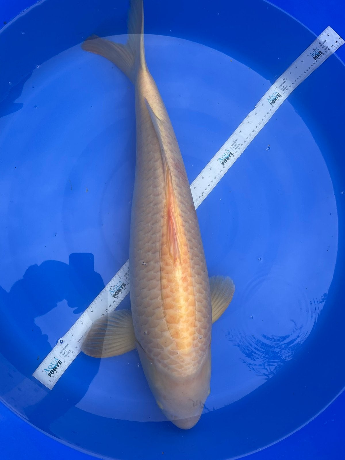 Karashigoi Yagenji bijna 80cm, Dieren en Toebehoren, Vissen | Vijvervissen, Karper of Koi