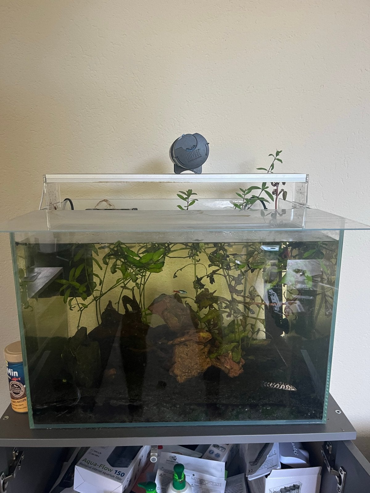 Aquarium, Ophalen, Gevuld zoetwateraquarium