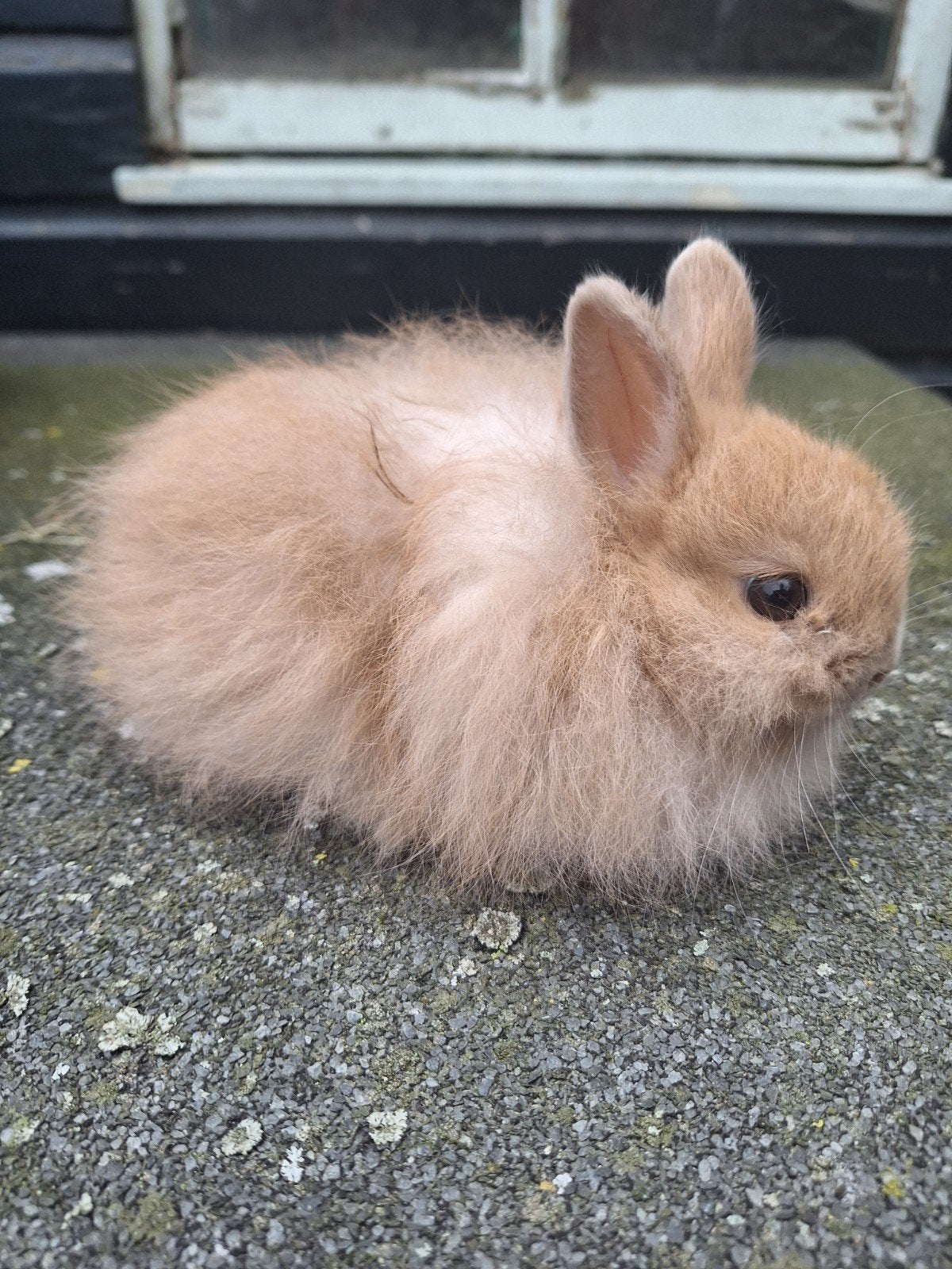 Angora dwergen, Dieren en Toebehoren, Geslacht onbekend, Dwerg