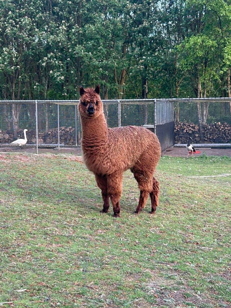 Mooi bruine alpaca merrie veulen, Dieren en Toebehoren, September, Vrouwelijk