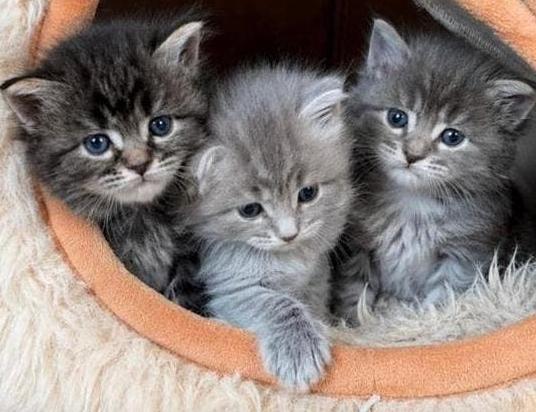 Maine Coon x Noorse Boskat kittens, Meerdere dieren, Ontwormd
