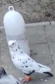 Mooi duiv hebben we kwijt geraakt, Dieren en Toebehoren, Mannelijk