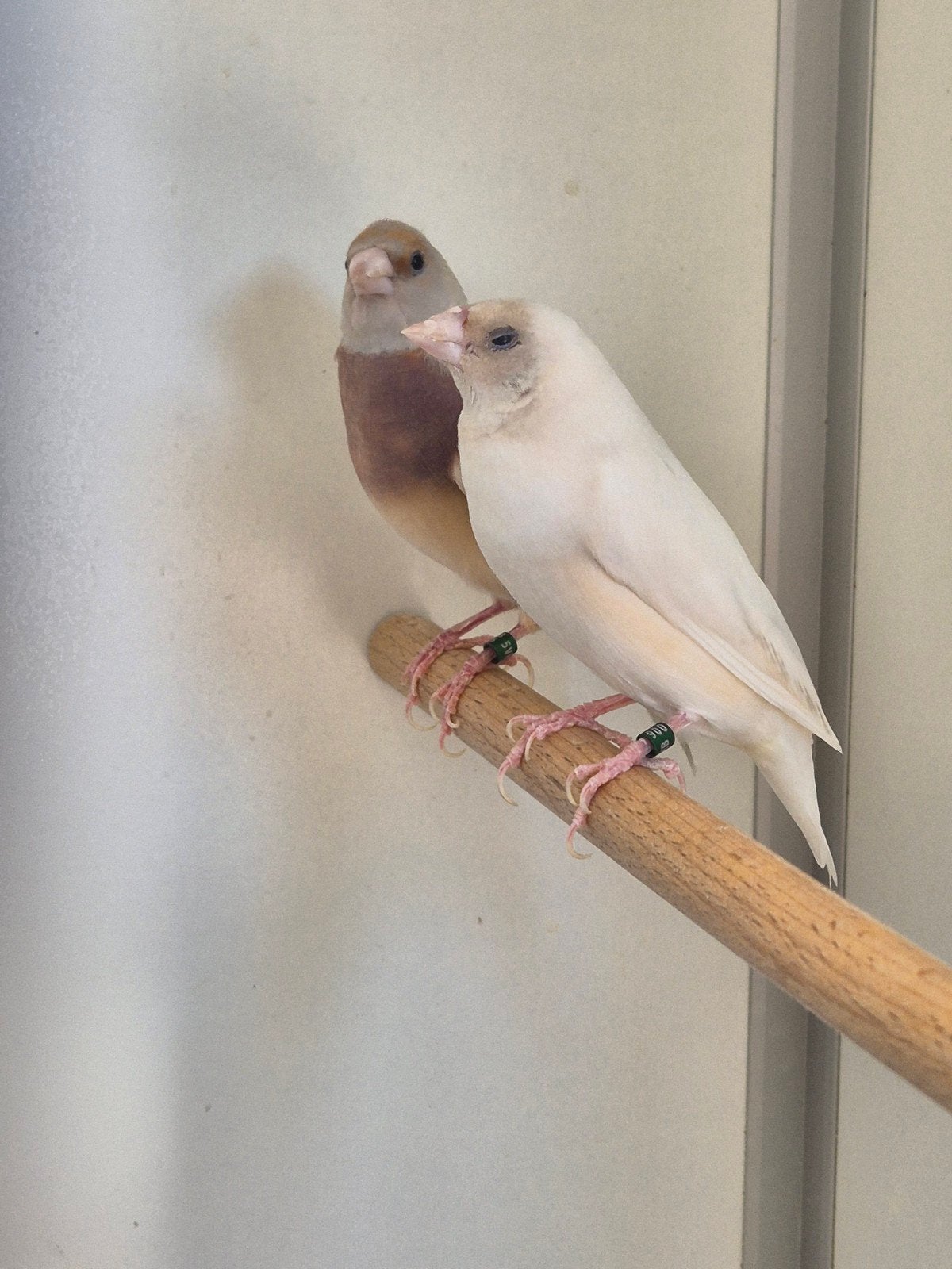 2 blauwe ef pastel gouldamadine poppen, Dieren en Toebehoren, Vogels | Overige Vogels, Vrouwelijk, Tropenvogel, Geringd