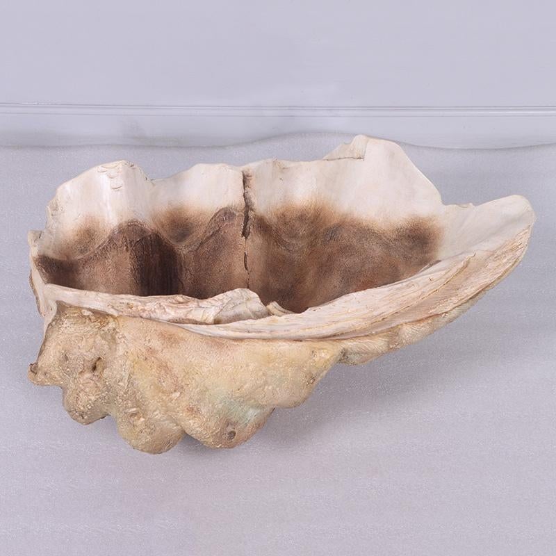 Giant Clam Shell – Mossel – Schelp Lengte 71 cm, Ophalen, Nieuw, Overige typen
