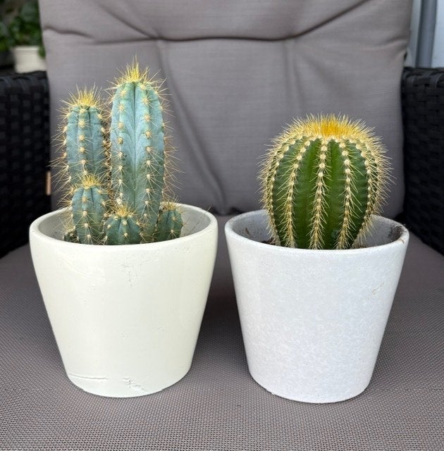 Cactus, Ophalen, Overige soorten, Volle zon