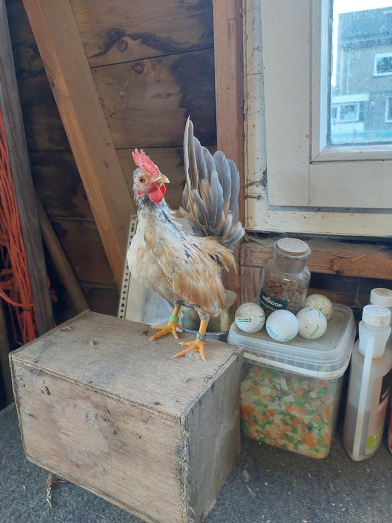 Prachtige tam  ayam serama haantje  a klasse, Dieren en Toebehoren, Pluimvee, Meerdere dieren, Kip