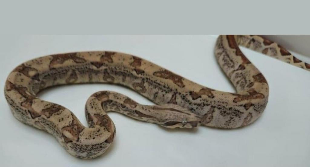 Wegens ziekte te koop boa en koningspython Boa Constrictor - female for sale from Jacco