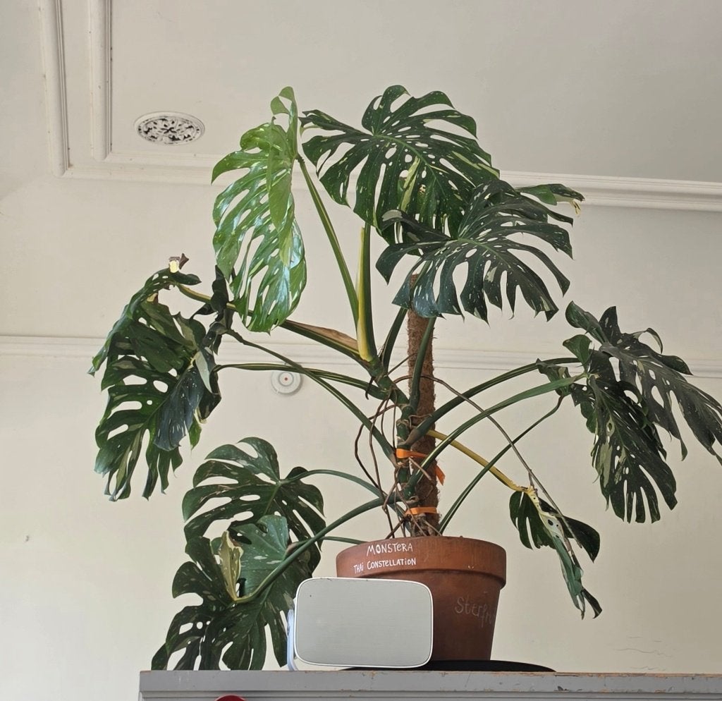 Monsterlijk Grote Monstera Thai Constellation, 100 tot 150 cm, Overige soorten, In pot, Groene kamerplant
