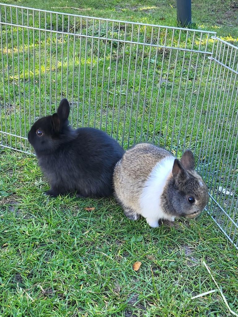 Kleine konijn zoeken gouden hok., Dieren en Toebehoren, Konijnen