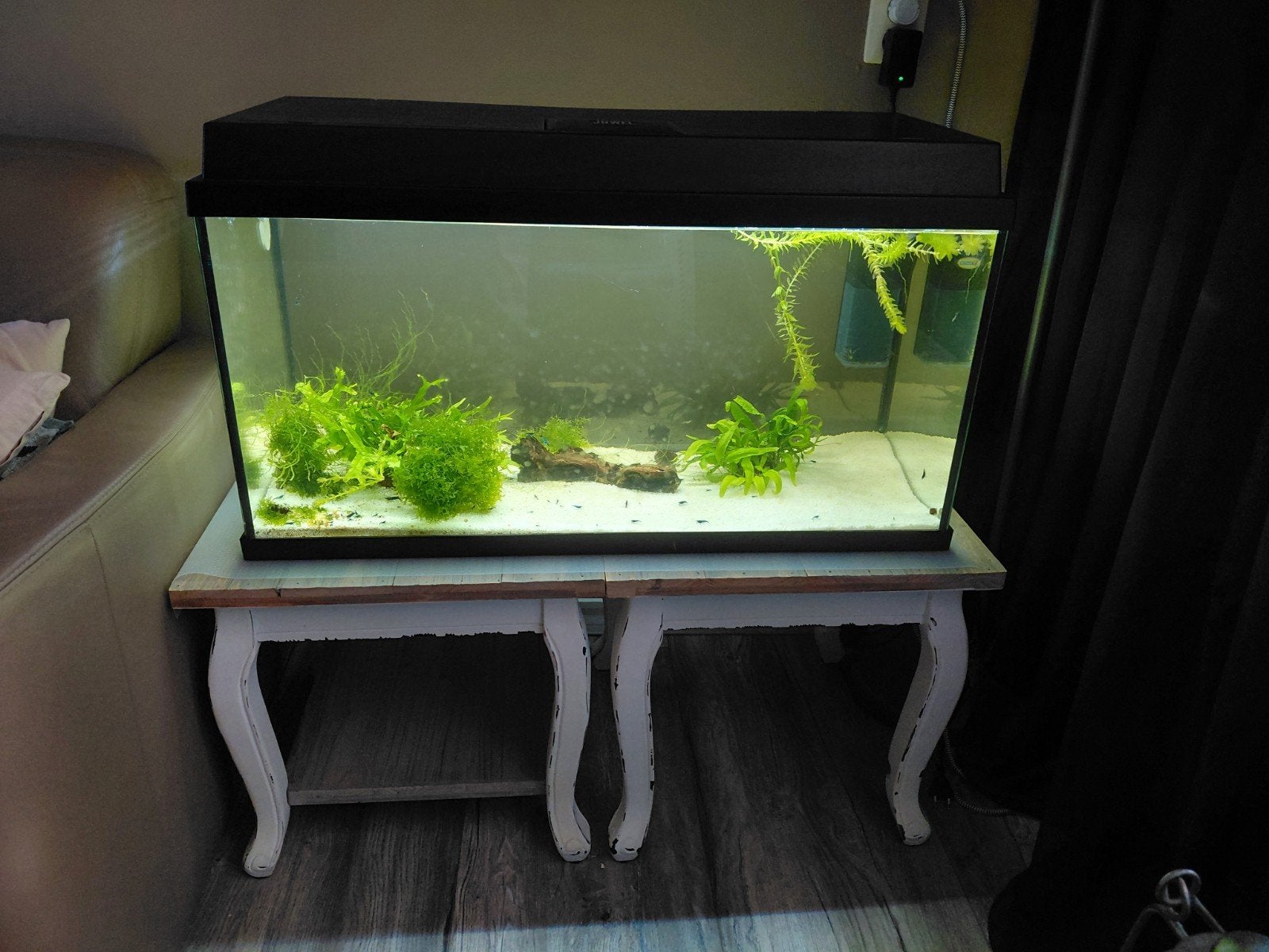 juwel primo 60 met neocaridina blue diamond, Vis