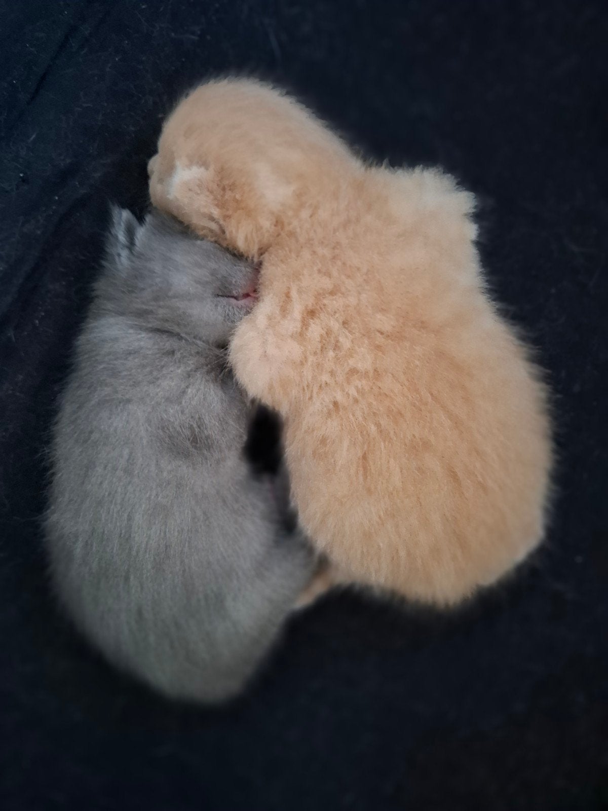 Kittens met erg bijzondere kleuren!, Meerdere dieren, Ontwormd, 0 tot 2 jaar