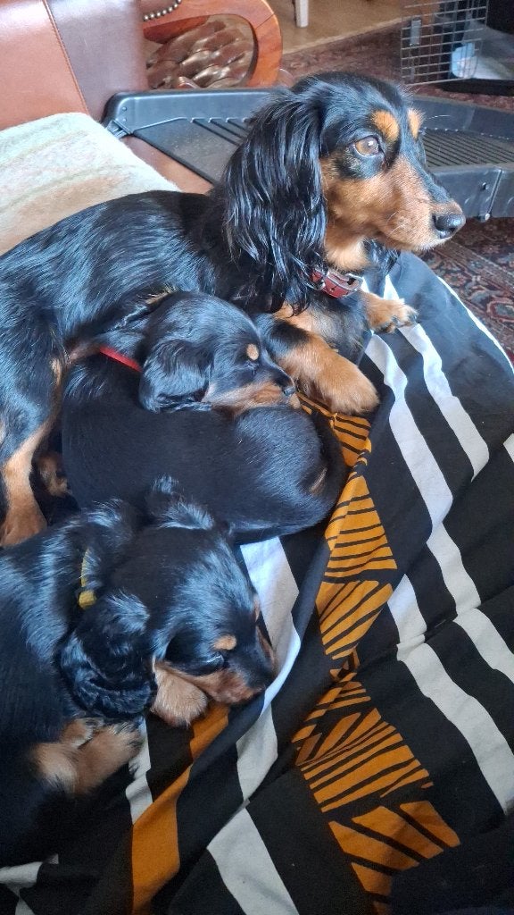 Te koop: pups langhaar kaninchen teckels, Kaninchen, Reu, CDV (hondenziekte), 8 tot 15 weken