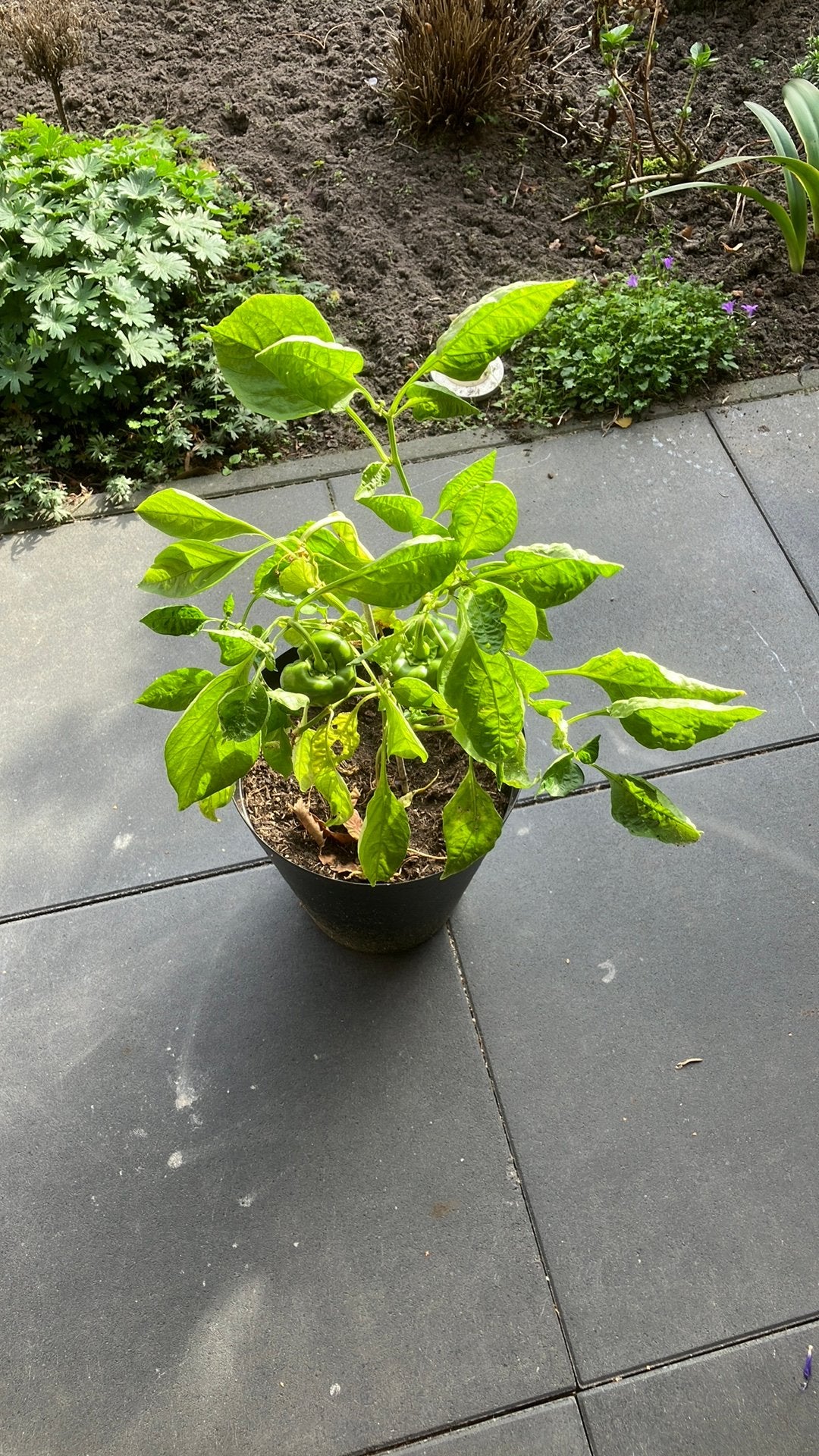 Paprikaplant, Ophalen, Eenjarig, Groenteplanten, Volle zon