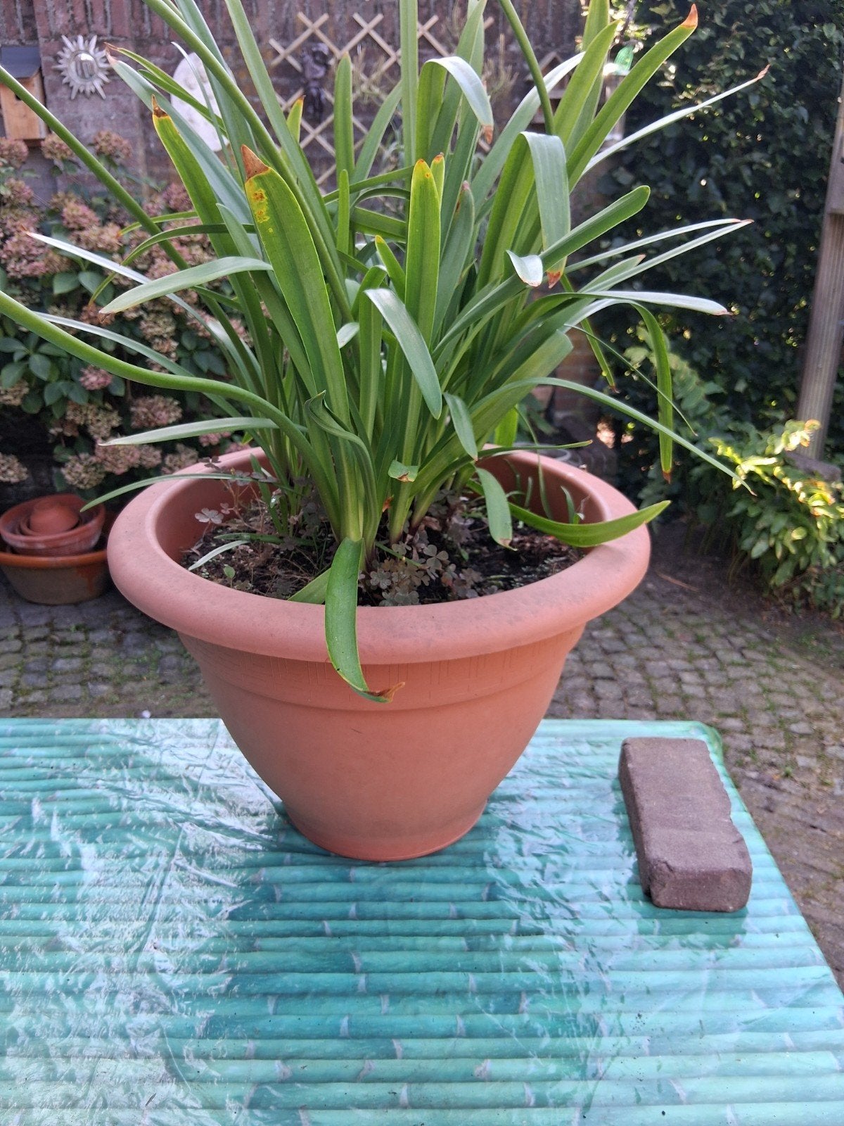 witte agapanthus in pot, Ophalen of Verzenden