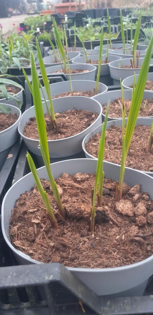 Crocosmia 'Lucifer' planten in 2 liter potten, Ophalen of Verzenden, Overige soorten, Volle zon