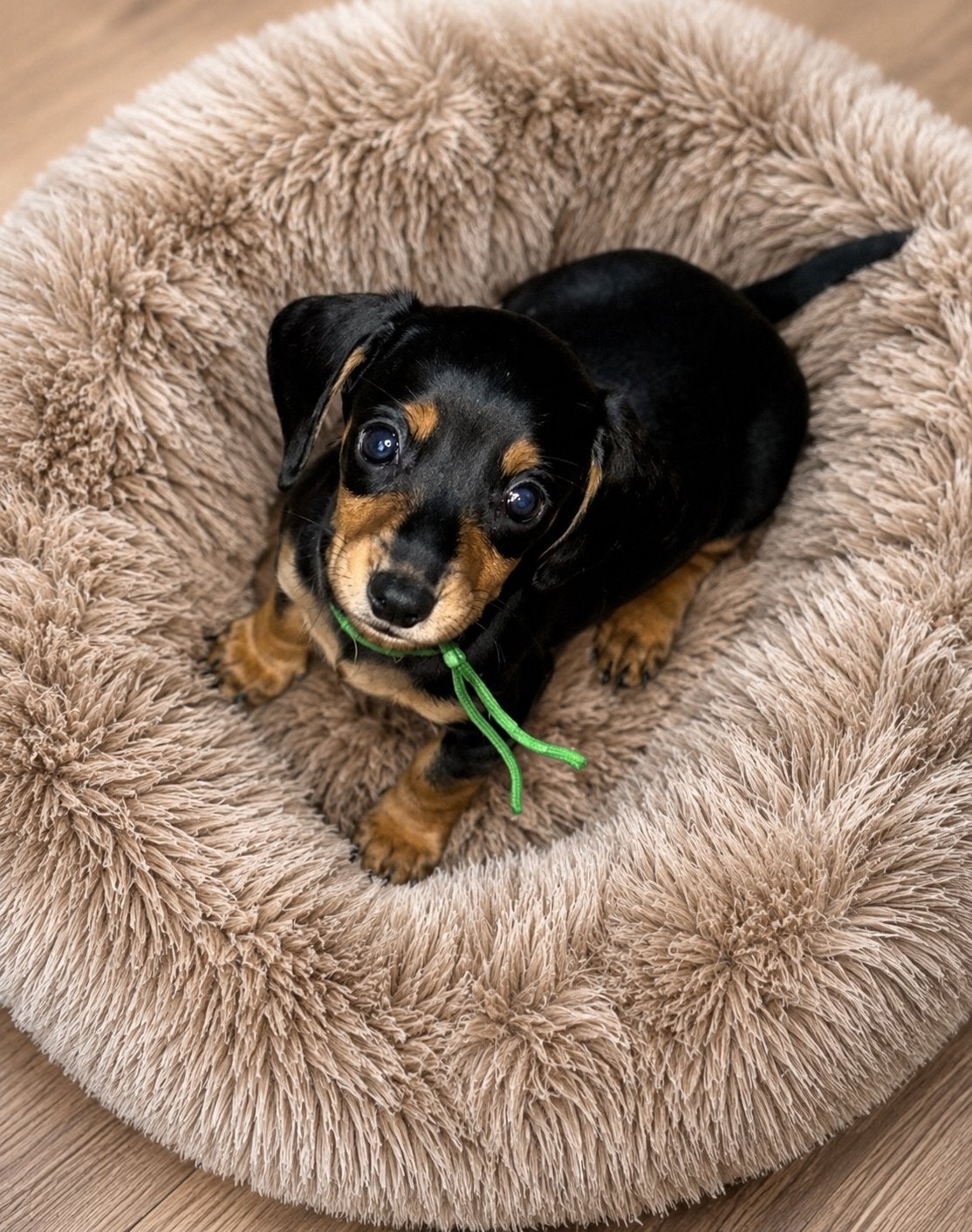 Reutje Dwerg x kaninchen teckel black en tan/cream, Dieren en Toebehoren, Honden | Teckels en Dashonden, Reu, 8 tot 15 weken, Korthaar
