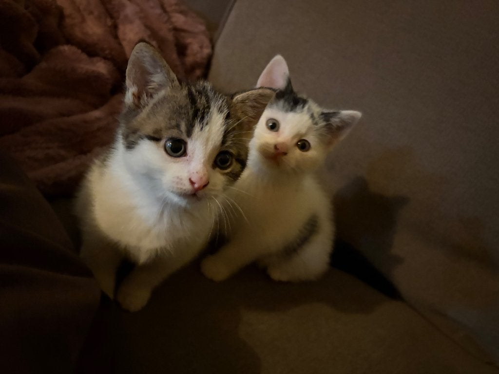 Kittens 7 weken, Meerdere dieren, Kortharig, 0 tot 2 jaar