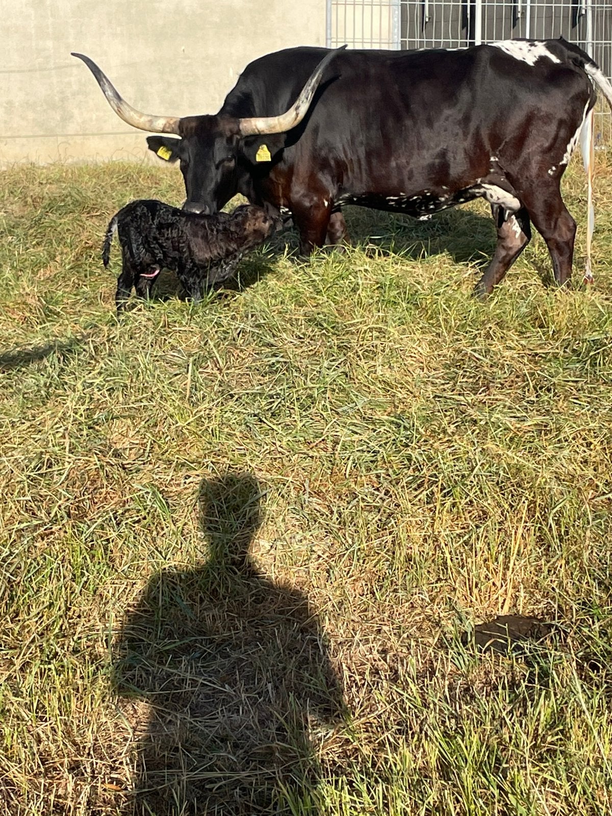 Mooi donker stamboek Texas longhorn stiertje, Mannelijk, 0 tot 2 jaar