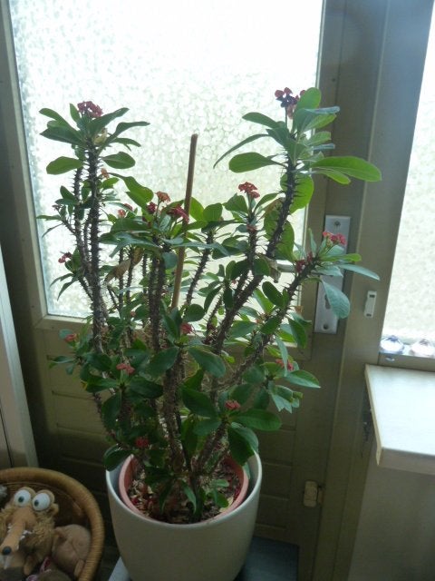 Christusdoorn Plant - 80 cm hoog - Met rode bloemetjes, Ophalen, Overige soorten, Halfschaduw, Minder dan 100 cm