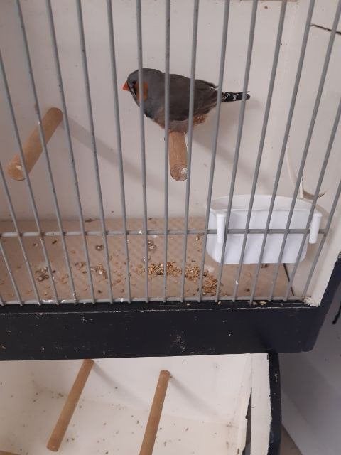 split charcoal zebravink man, Dieren en Toebehoren, Mannelijk, Tropenvogel, Tam