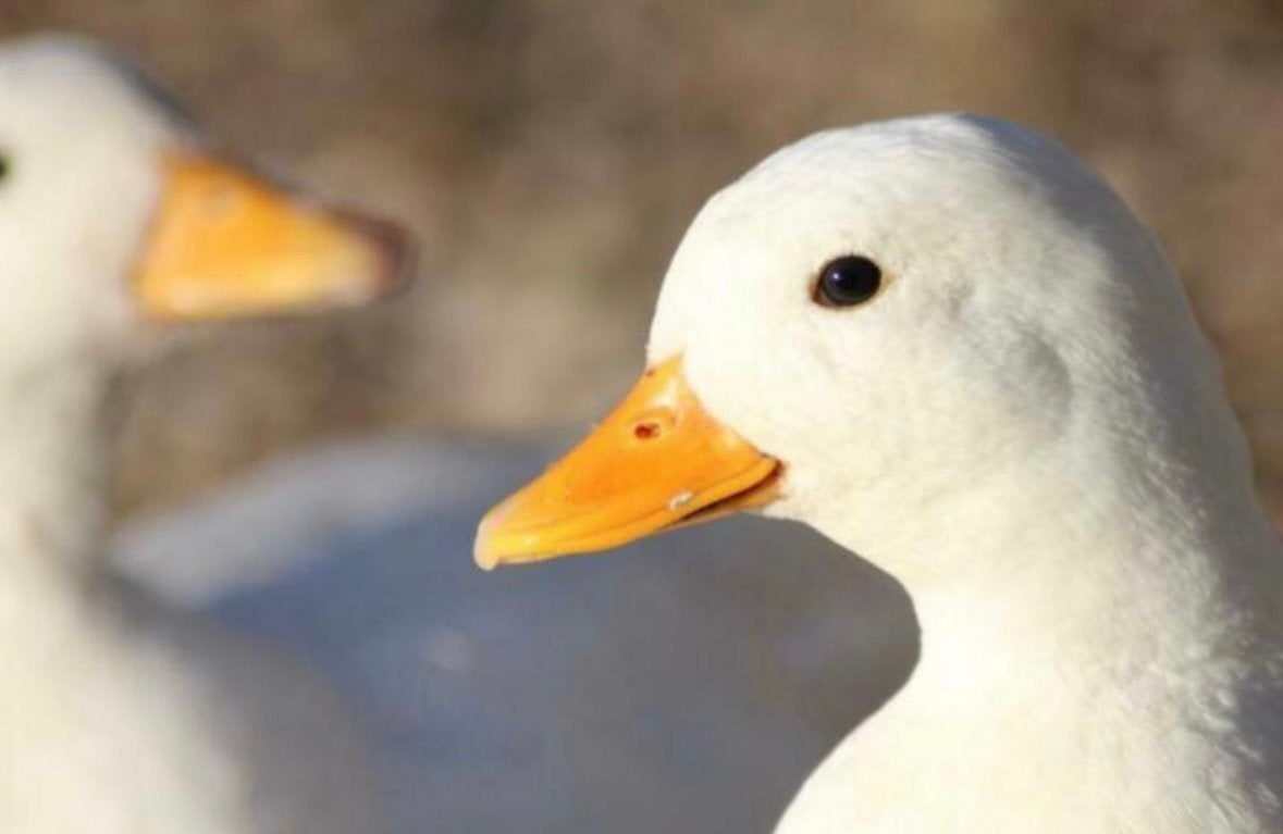 Prachtige witte kwakers met korte snavels!, Meerdere dieren, Eend