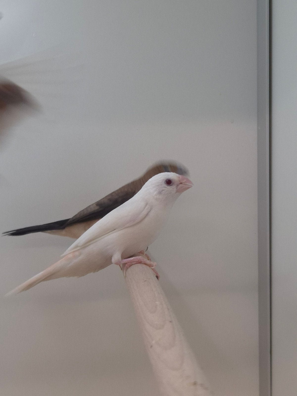 Zilverbekjes diverse kleuren, Geslacht onbekend, Tropenvogel, Geringd