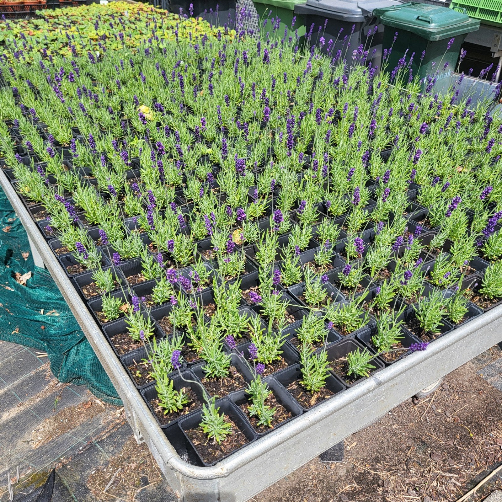 Lavendelplantjes 10 voor 5 euro, Ophalen, Eenjarig, Groenteplanten, Volle zon