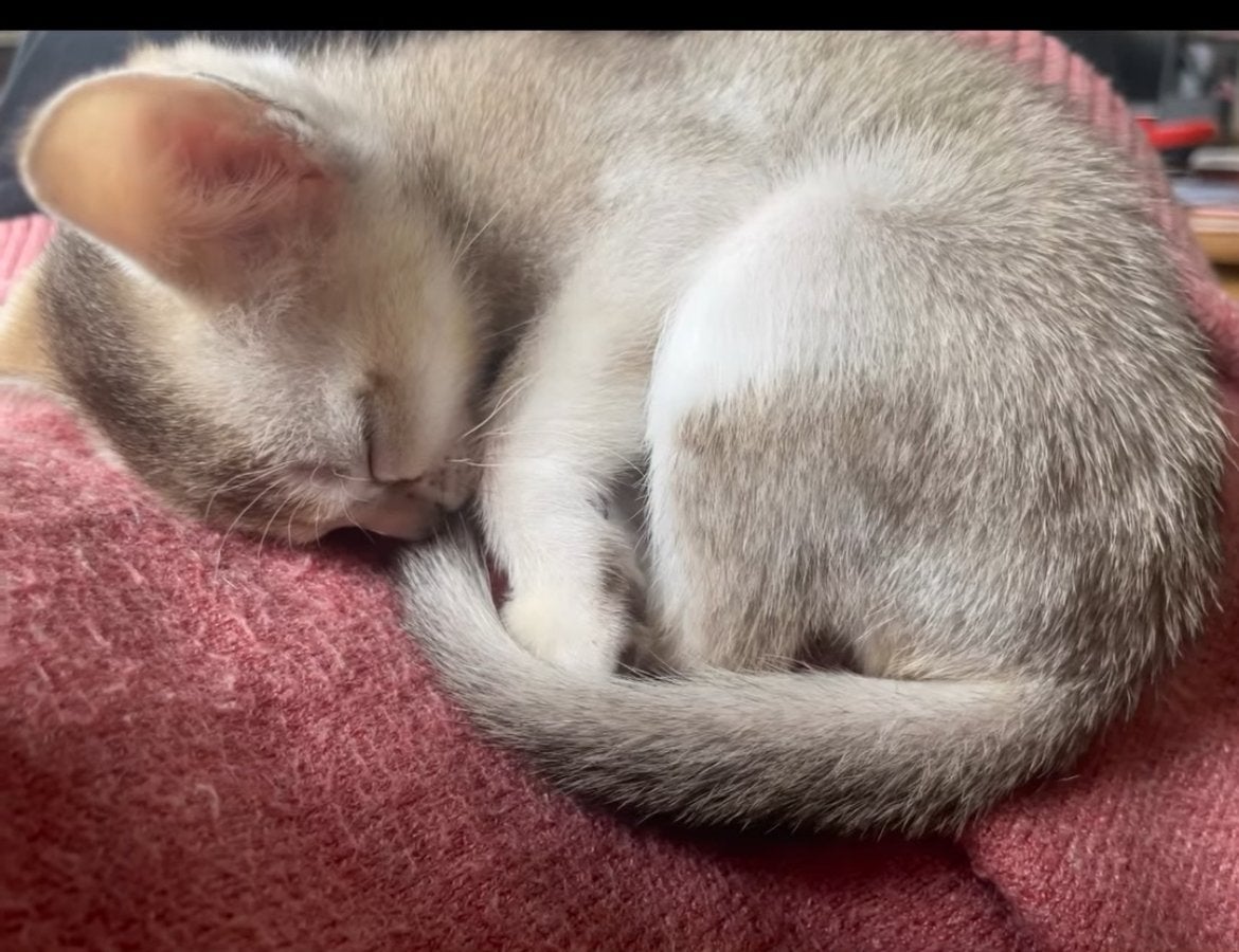 Prachtige Singa Pura kitten, Kater, Kortharig, 0 tot 2 jaar