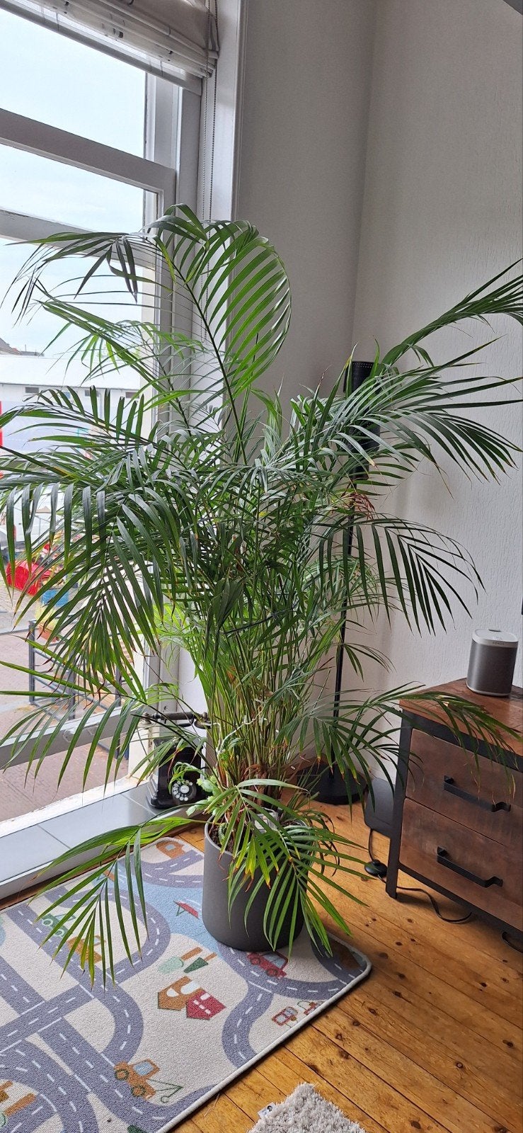 Grote Areca Palm in pot - 150-200 cm hoog, Ophalen, Palm, Halfschaduw, In pot