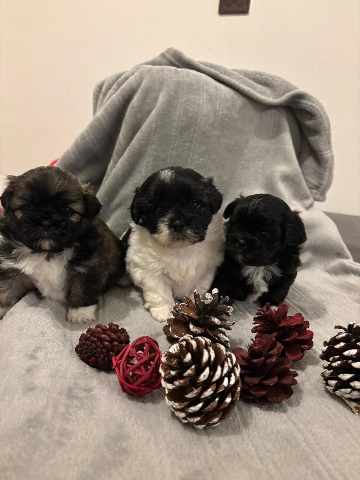 Boomer /Pekinees puppy’s, Overige rassen, 8 tot 15 weken, Meerdere, Meerdere dieren
