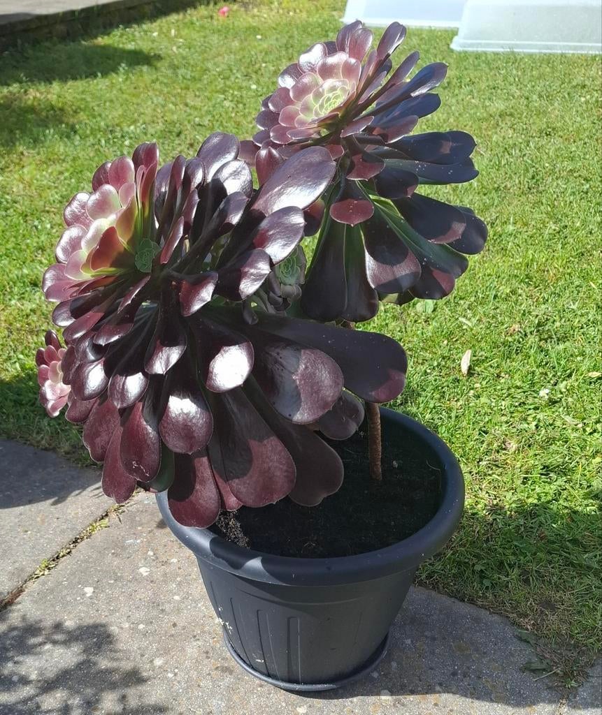 Aeonium arboreum, Tuin en Terras, Planten | Bomen, Ophalen, Volle zon, Overige soorten