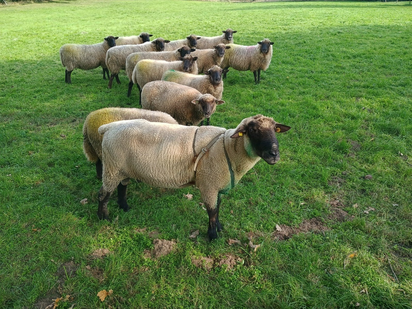 Duitse Zwartkop dekram, Dieren en Toebehoren, Mannelijk, Schaap