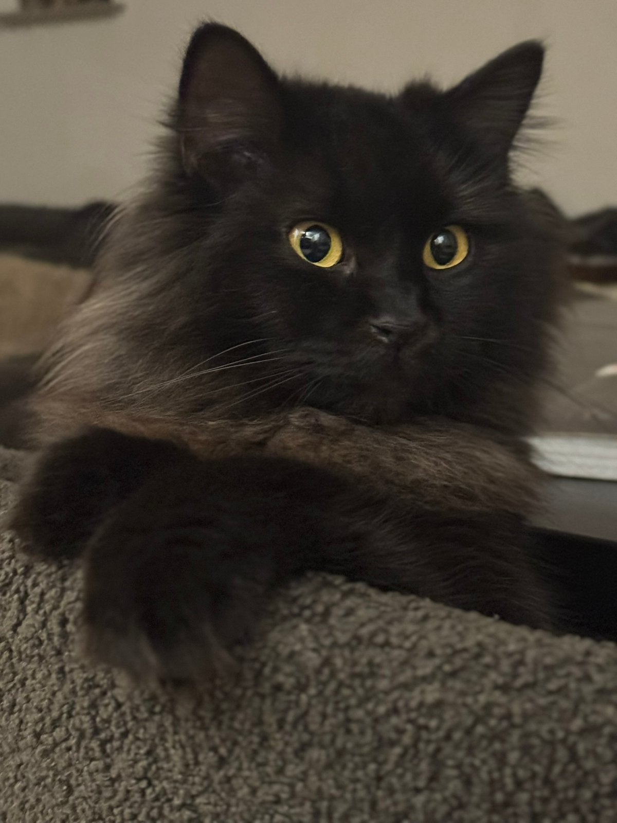 Mix ragdoll pers poes, Poes
