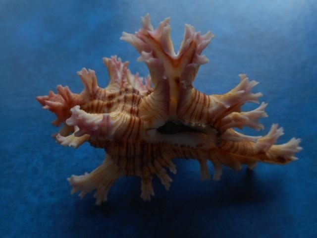 Schelpen: Murex palmarosea Lam. gem 72mm m/o, Verzamelen, Mineralen en Fossielen, Verzenden, Schelp(en)