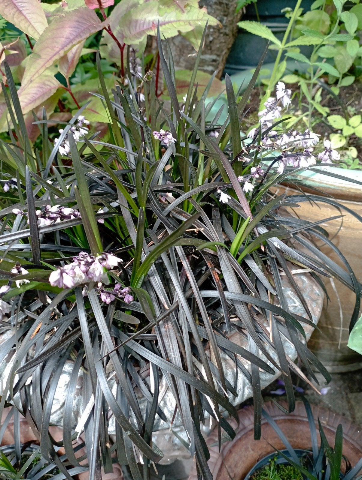 Ophiopogon / zwart gras, Ophalen of Verzenden, Zomer, Vaste plant, Volle zon