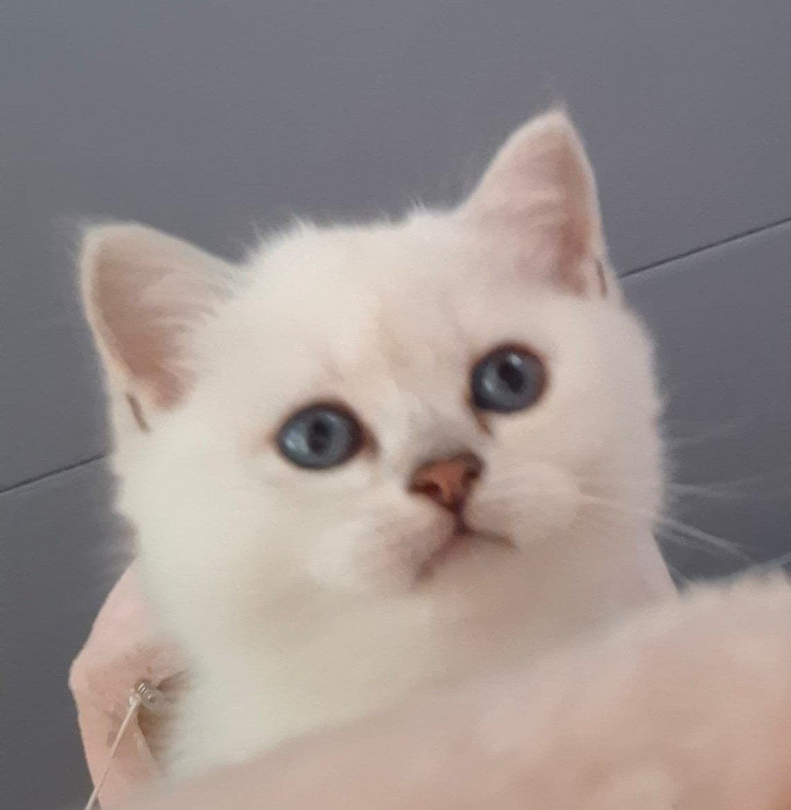 Prachtige Britse Langhaar kittens, Meerdere dieren, Ontwormd, 0 tot 2 jaar