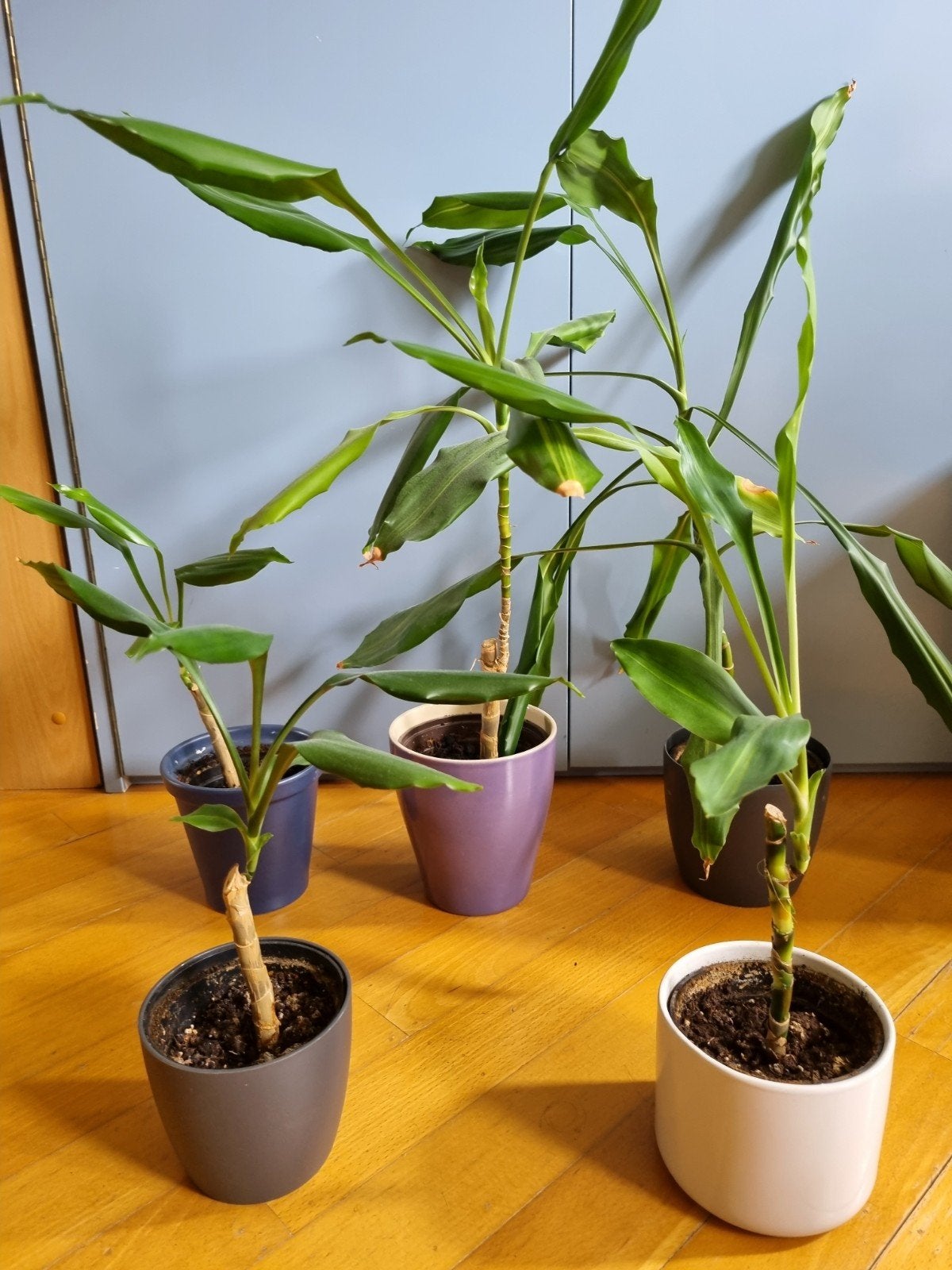 Kamerplant Dracaena - diverse maten, Ophalen, Halfschaduw, Minder dan 100 cm