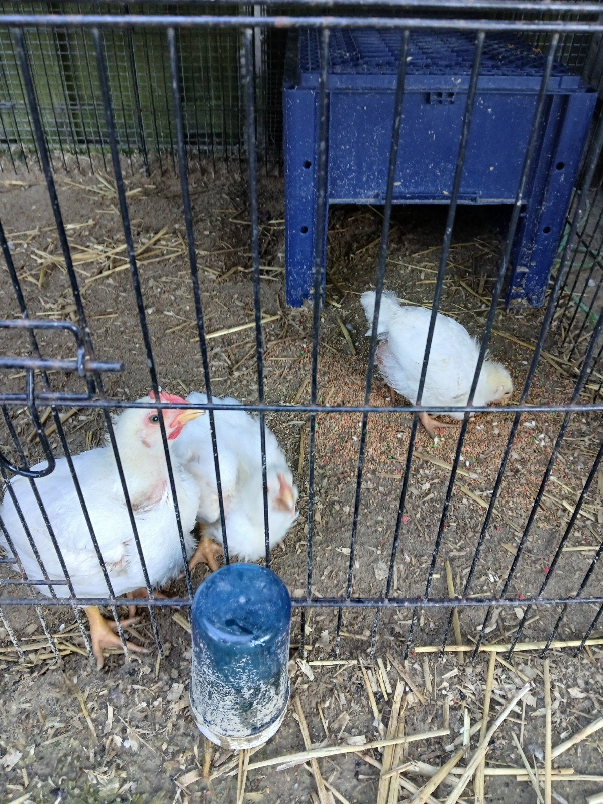 Boerderij kippen/leg kippen, Dieren en Toebehoren, Meerdere dieren, Kip