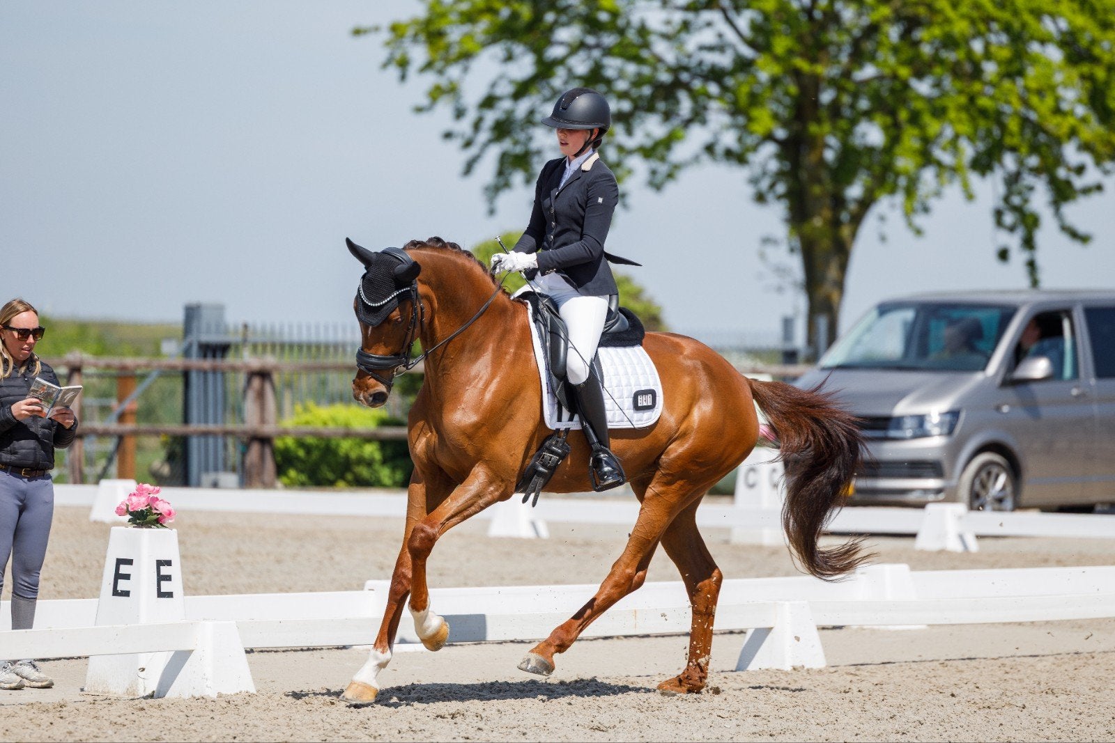6 jarige merrie (Selectric x Franziskus), Merrie, Met stamboom, M, Dressuurpaard