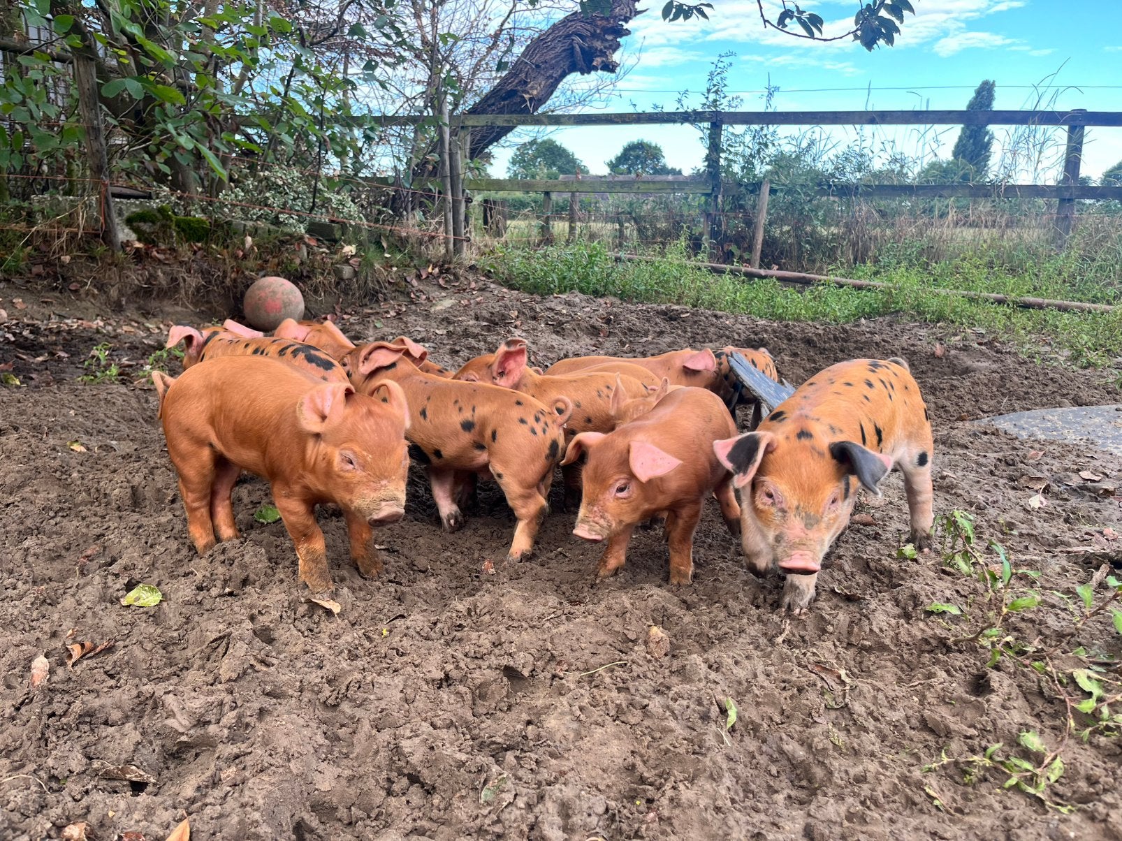 Berkshire x Duroc biggen, Dieren en Toebehoren, Mannelijk, Varken, 0 tot 2 jaar