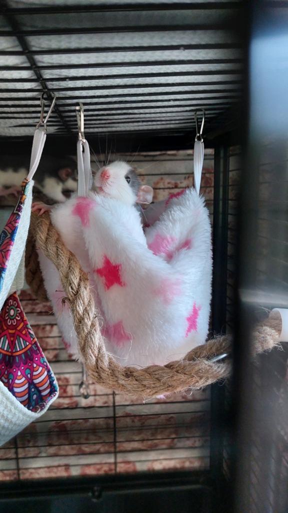 3 tamme ratjes, Dieren en Toebehoren, Knaagdieren, Rat, Maart, Vrouwelijk, Tam
