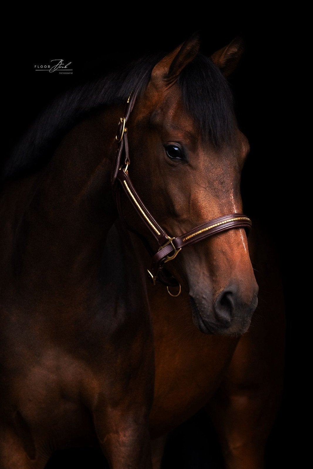Tesscamila (2023) goedgekeurd voor sport, Dieren en Toebehoren, Merrie, Dressuurpaard, 3 tot 6 jaar, Onbeleerd