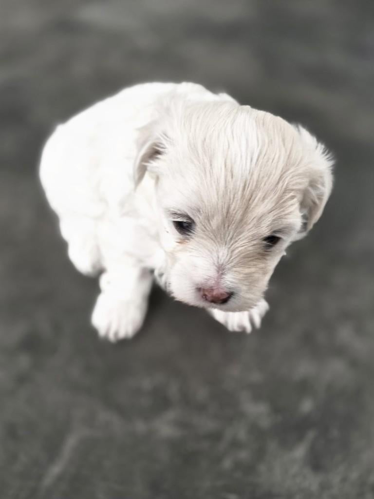 Malshi pups (Maltezer x Shih Tzu) – 2 beschikbaar, Maltezer, 8 tot 15 weken, Parvo, Meerdere