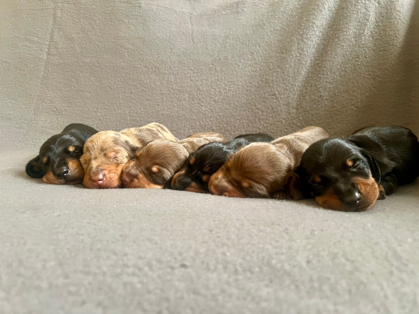 Hele mooie teckel puppy’s, Parvo, België, Particulier, 8 tot 15 weken